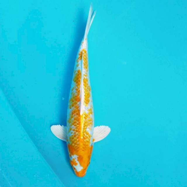 Kinginrin Hariwake*34cm