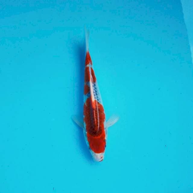 Ghosiki Joss*28cm