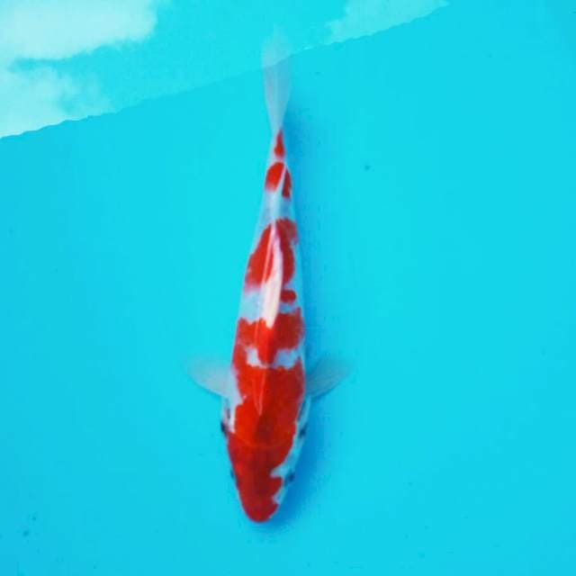 Ghosiki Unyil*25cm