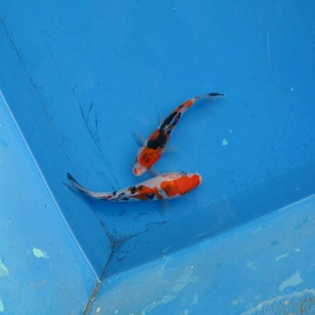 Duo Sanke Doitsu F1