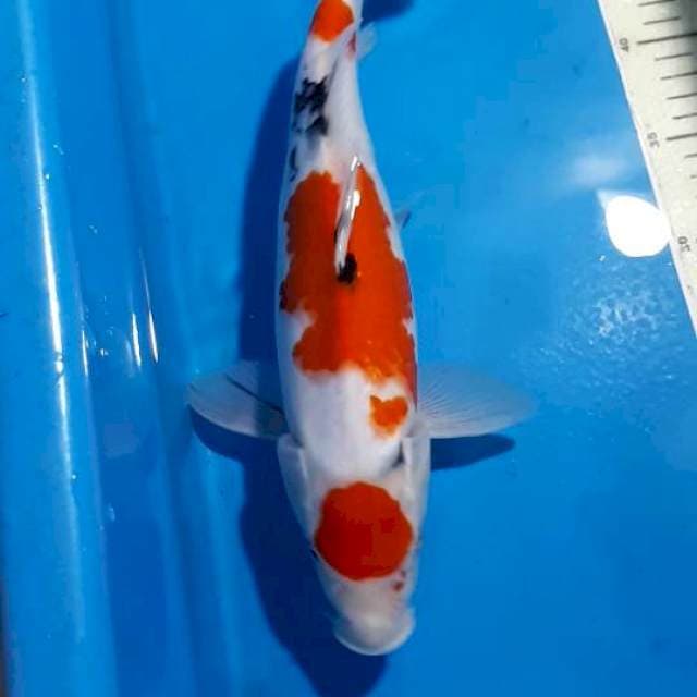 MARUTEN SANKE 35 CM