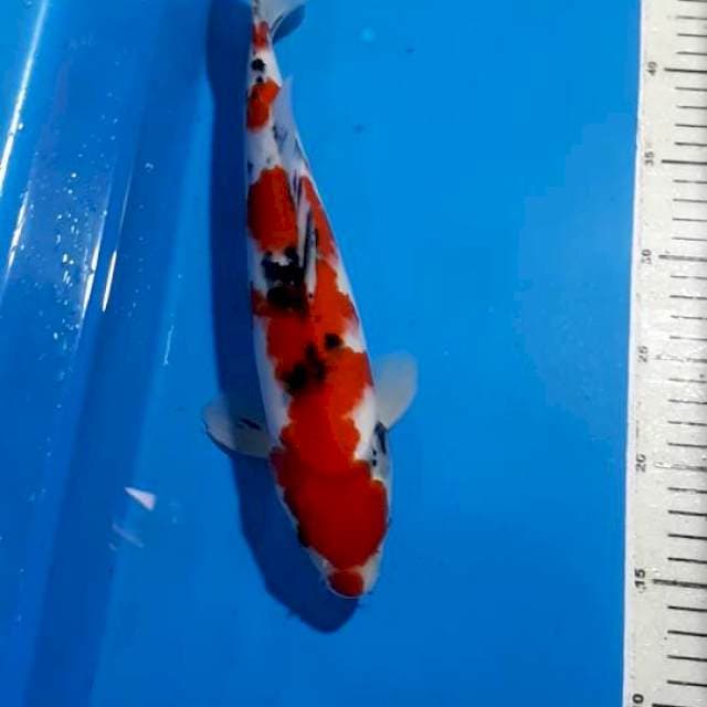 SANKE 32 CM