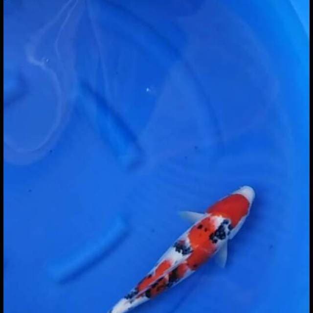 Taisho sanke f1 sakai 37cm male