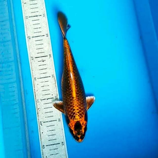 Kiko 28cm