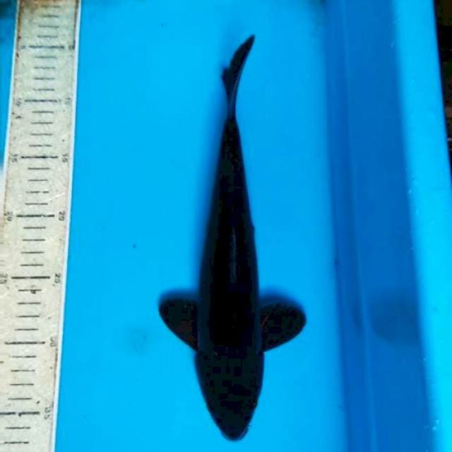 Karasu 30cm