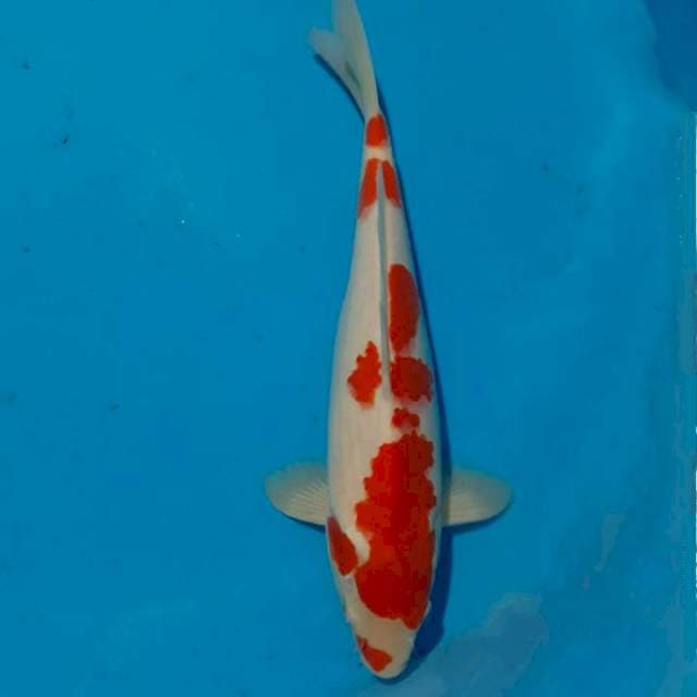 Kohaku 3 step 35 cm
