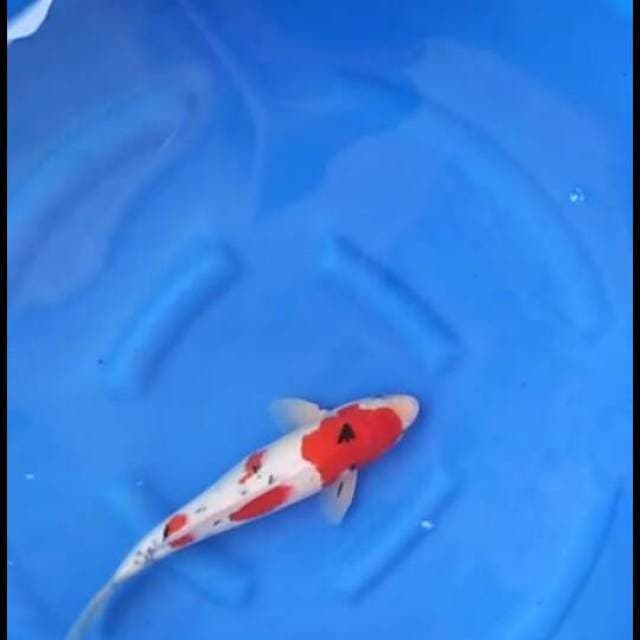 Red taisho sanke f1 sakai 37cm male