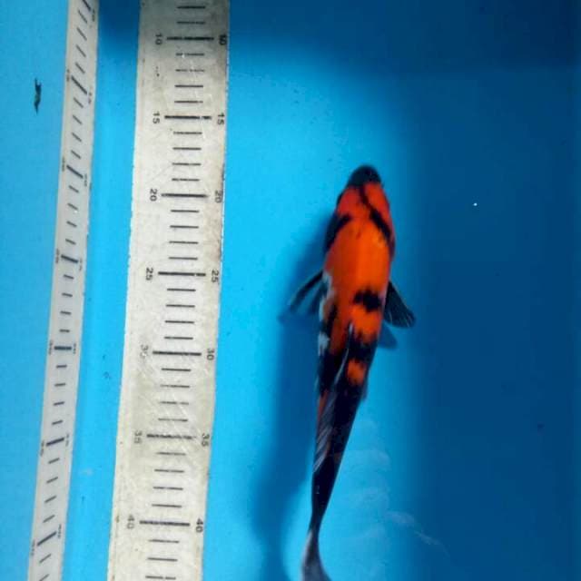 Showa petir 24cm