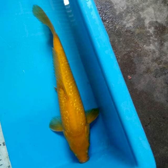 Karasi kingirin 35cm