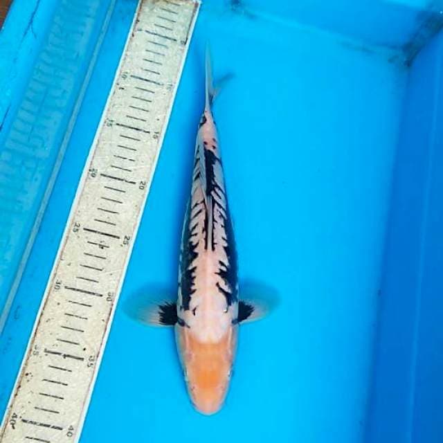Kumonriyu 30cm