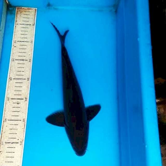 Karasu 32cm