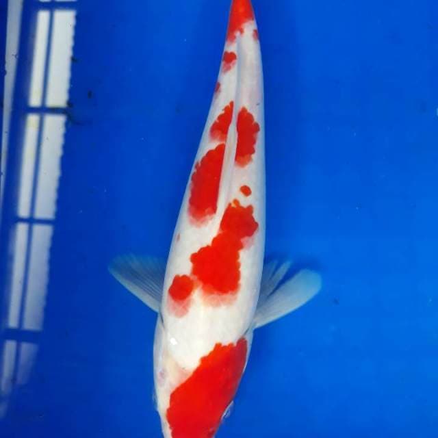 Kohaku menawan