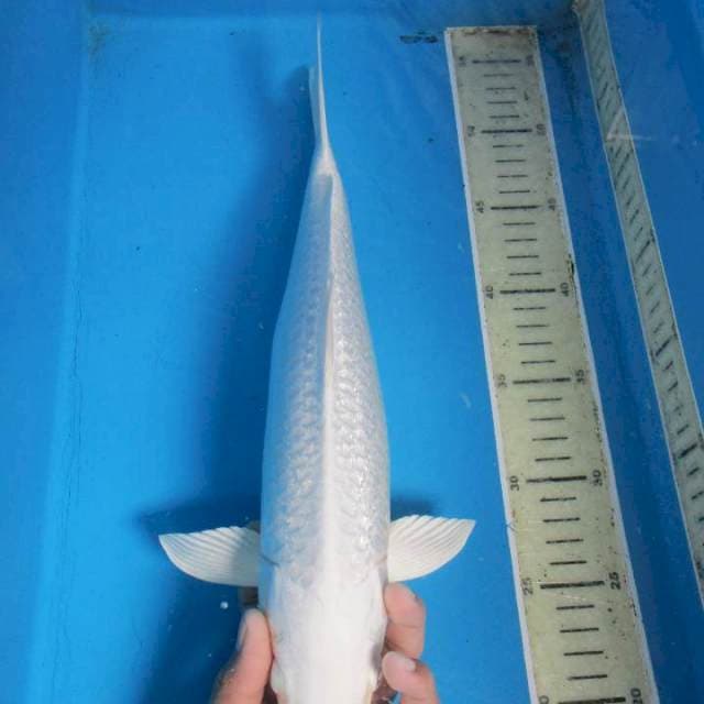 Male Platinum Ginrin
