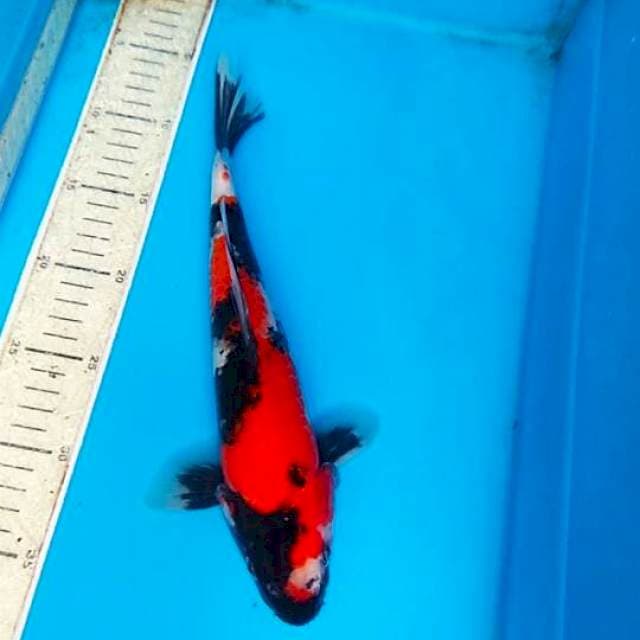 Showa 30cm