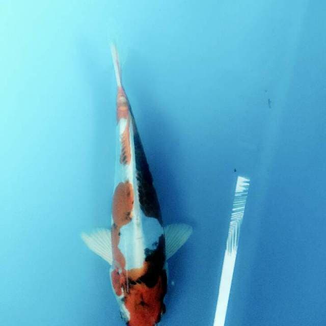 Benikiko istimewa