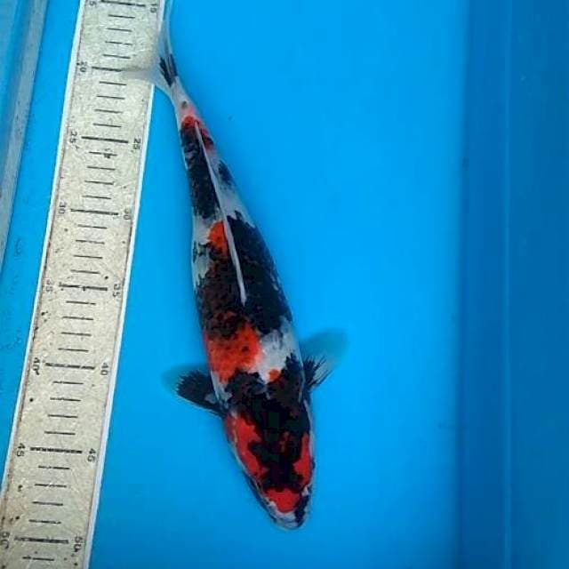 Showa 33cm