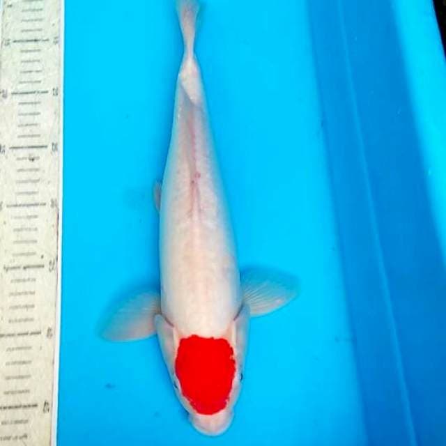 Tancho 36cm