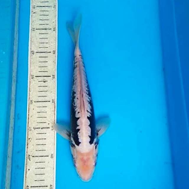 Kumon 30cm