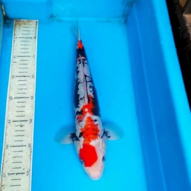 Beni kumon 35cm