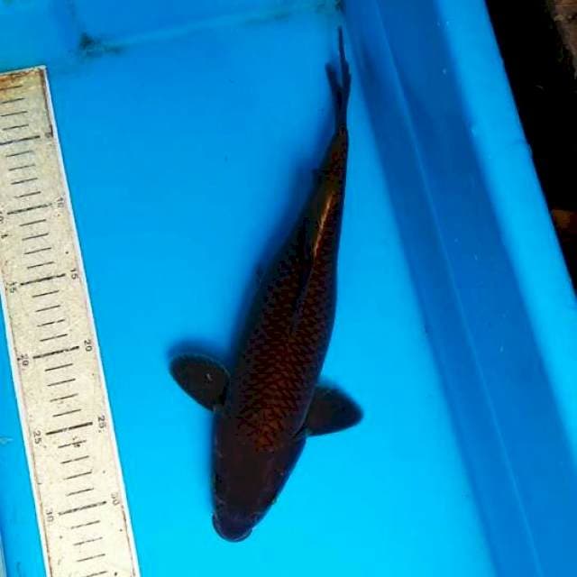 Cagoi tembaga 33cm
