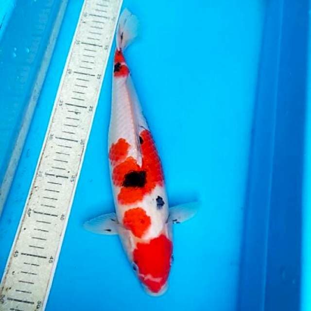 Sanke 36cm