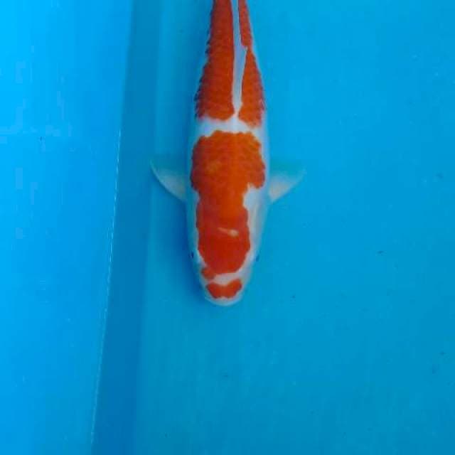 Kohaku red strong