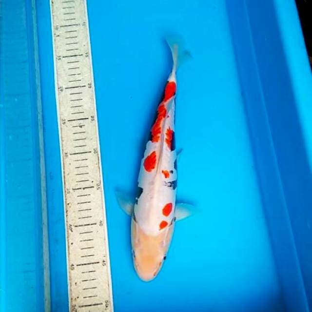 Beni kumon 35cm