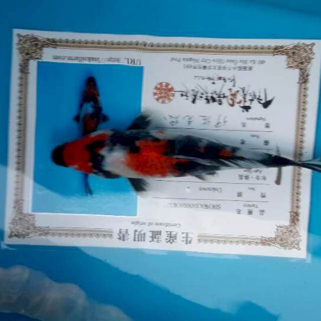 Showa isa 24cm