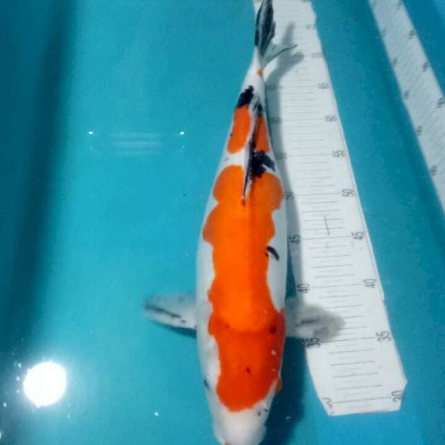 SANKE DOITSU..Induk 45cm juoss..
