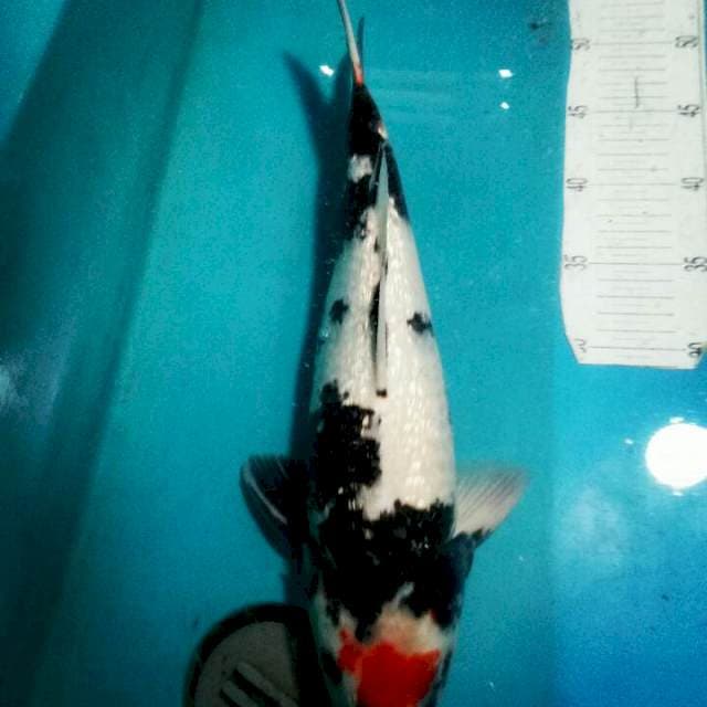 Tancho SHOWA.. FULL GINRIN..BULKY 40CM