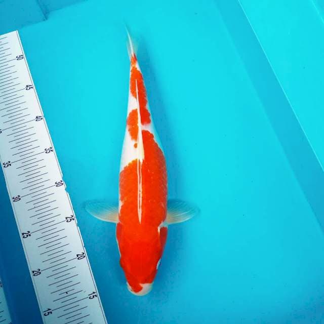 2. Kohaku #36cm