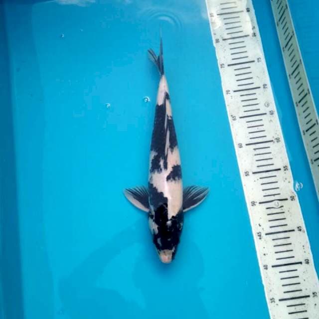 Shiro 38cm, Male