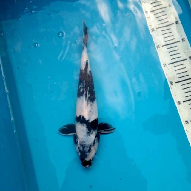 Shiro 36cm, Female