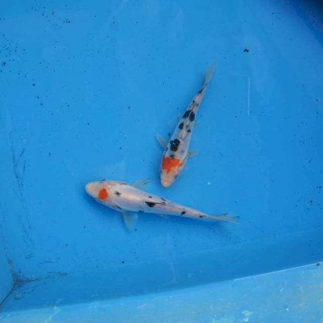 Duo Maruten Doitsu F1