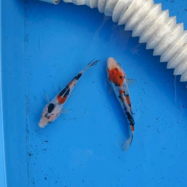 Duo Sanke Doitsu F1