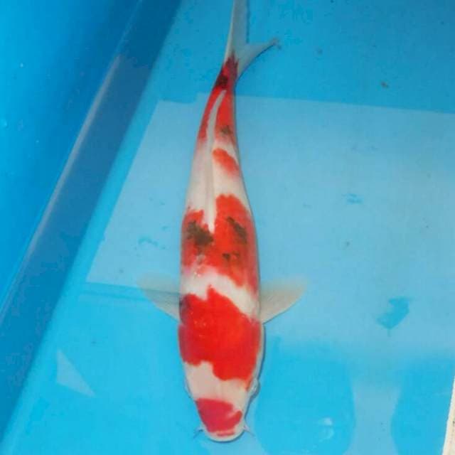 SANSHOKU BONSOR