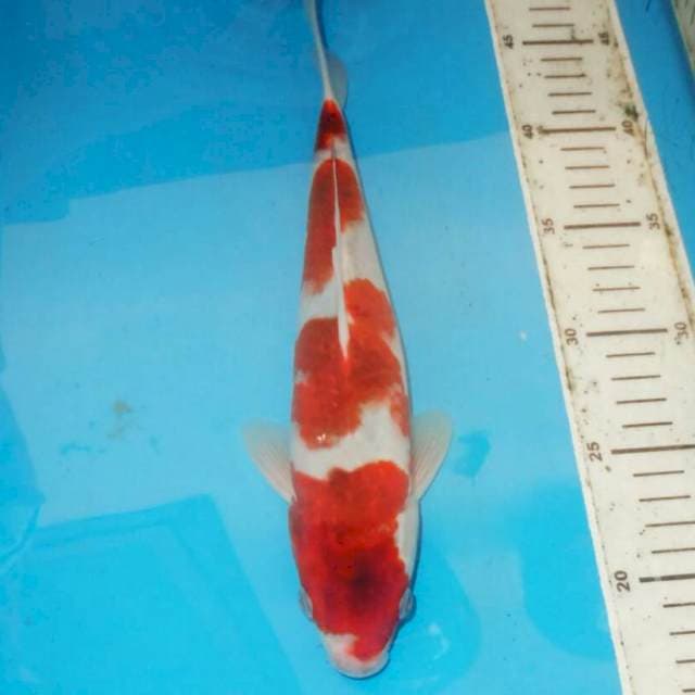 GOROMO