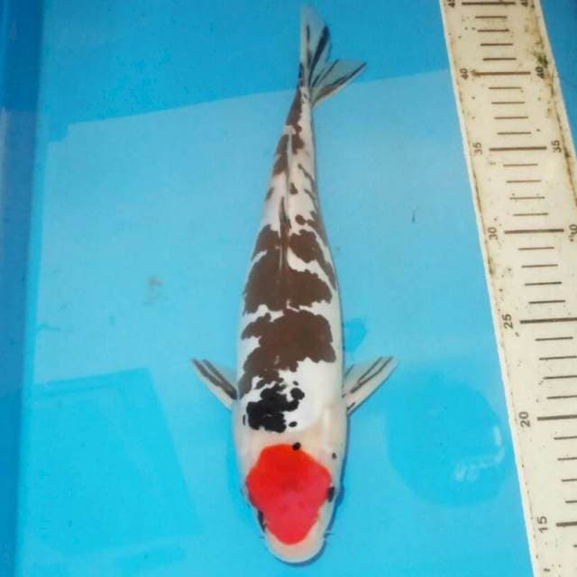 TANCHO DALMATION