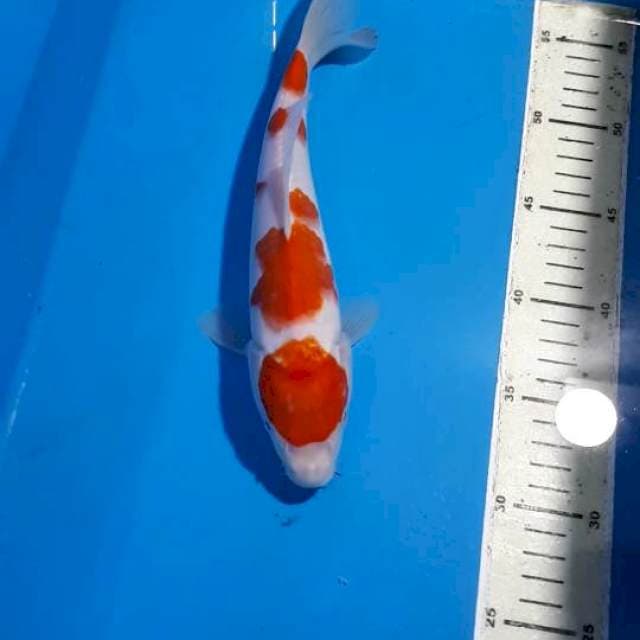 KOHAKU 26 CM