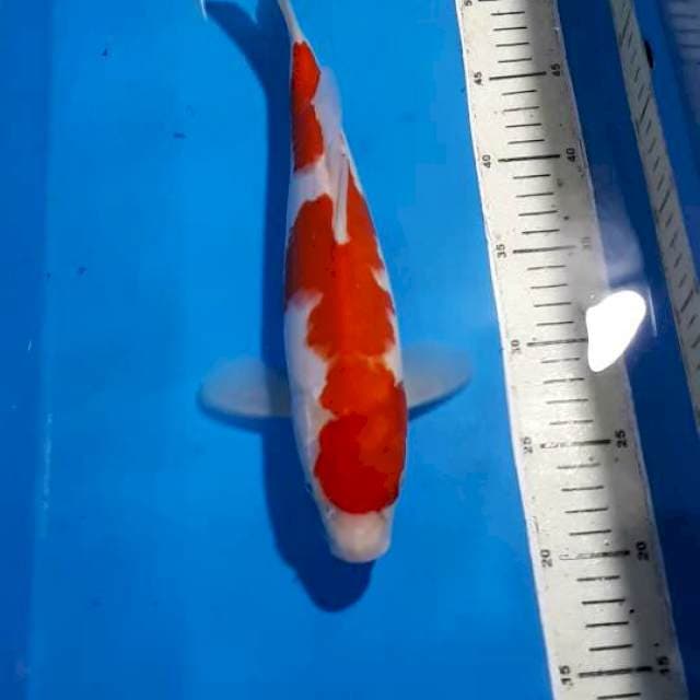 KOHAKU 32 CM