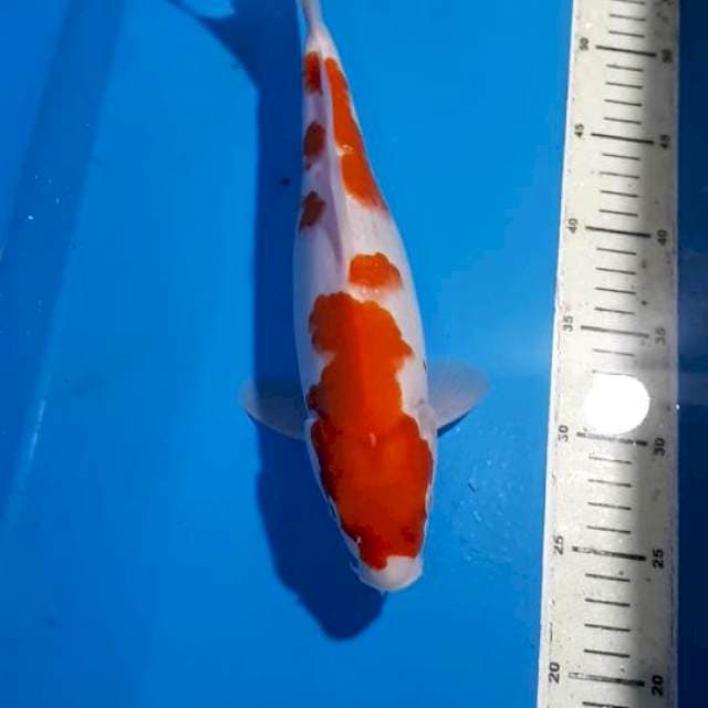 KOHAKU 31 CM