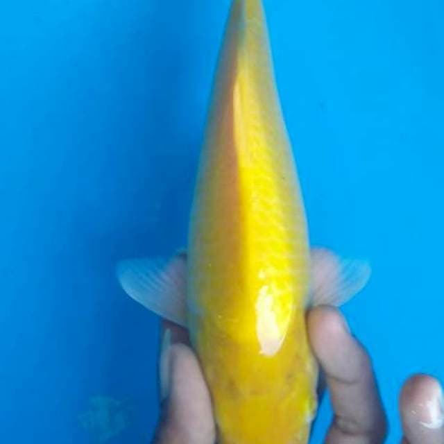 Mata merah#1