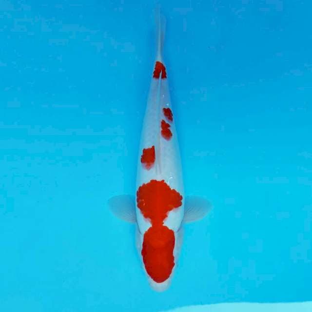 SANSHO 1 - KOHAKU ©