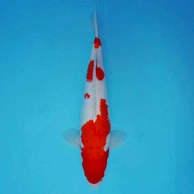 SANSHO 5 ~ KOHAKU ©