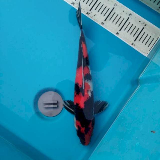 Showa 36cm, Male