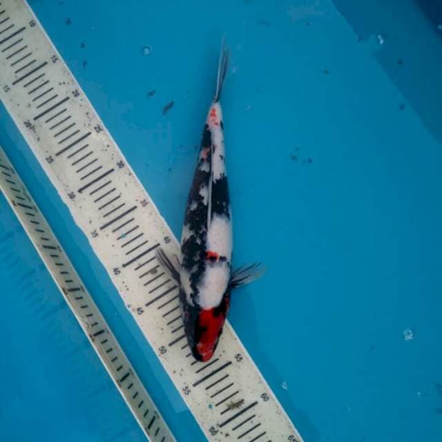 Tancho showa 34cm, Female