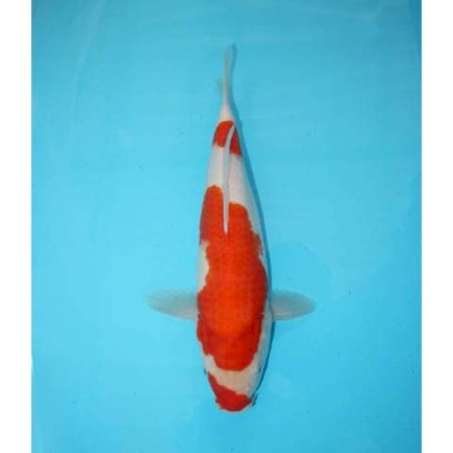 KOHAKU KUCHIBENI 31 CM