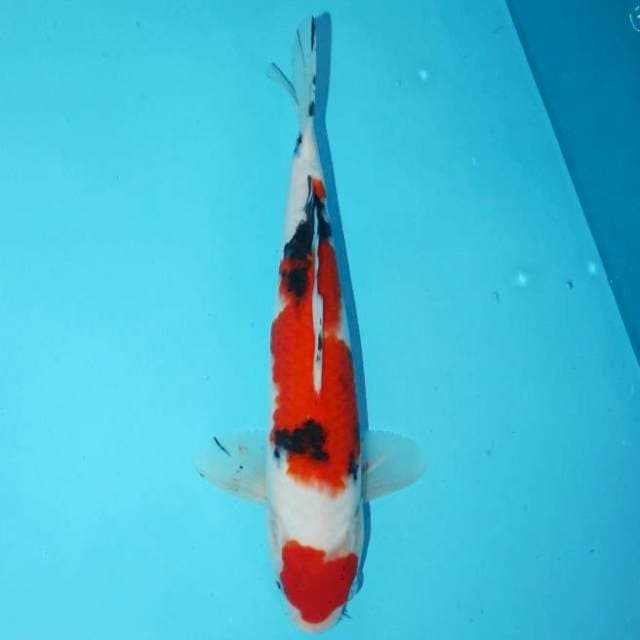 MARUTEN SANKE 26 CM