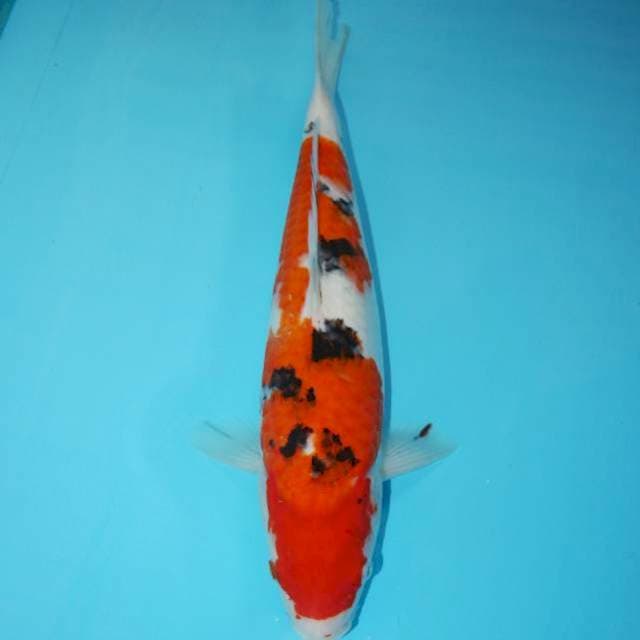 SANKE 31 CM