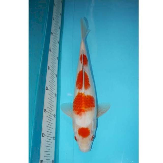 KOHAKU 32 CM